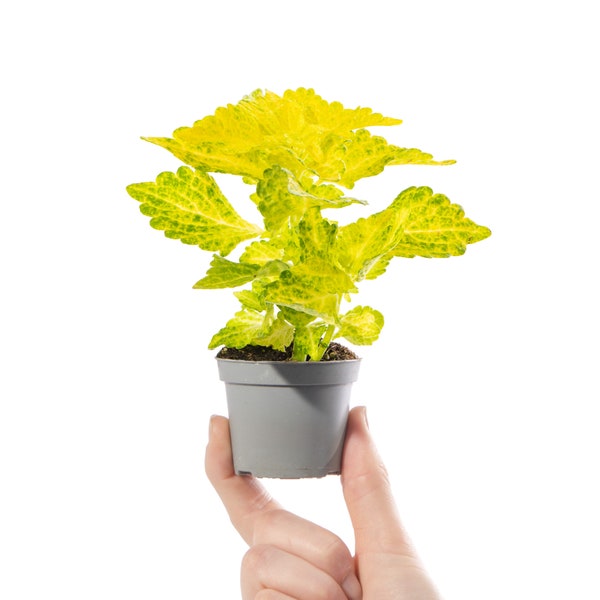 Petite plante d'intérieur peinte pour bébé Coleus, rue Main River Walk, cadeau petite plante d'intérieur