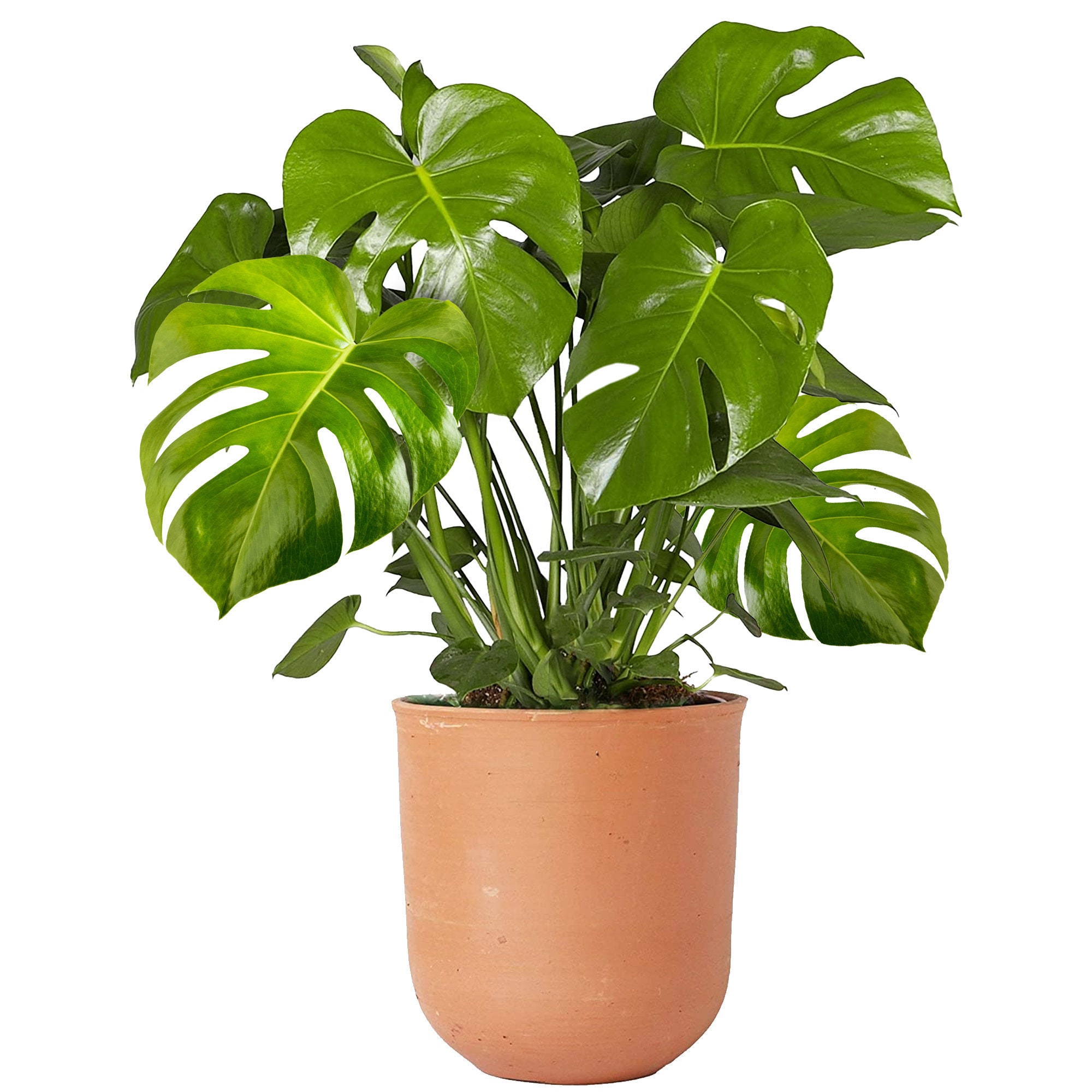 monstera leaf printable Monstera Leaf Sticker