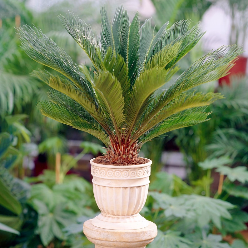 Perennial Cycas Revoluta Sago Palm Home or Office Plant 30-40cm Incl. Pot image 1