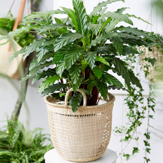 hnlich wie efeu Strauch-Efeu - Hedera helix arborescens
