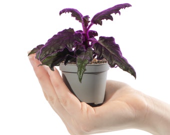 Baby Purple Velvet Plant Gynura Auranti Small Indoor Houseplant Gift in 6cm Pot