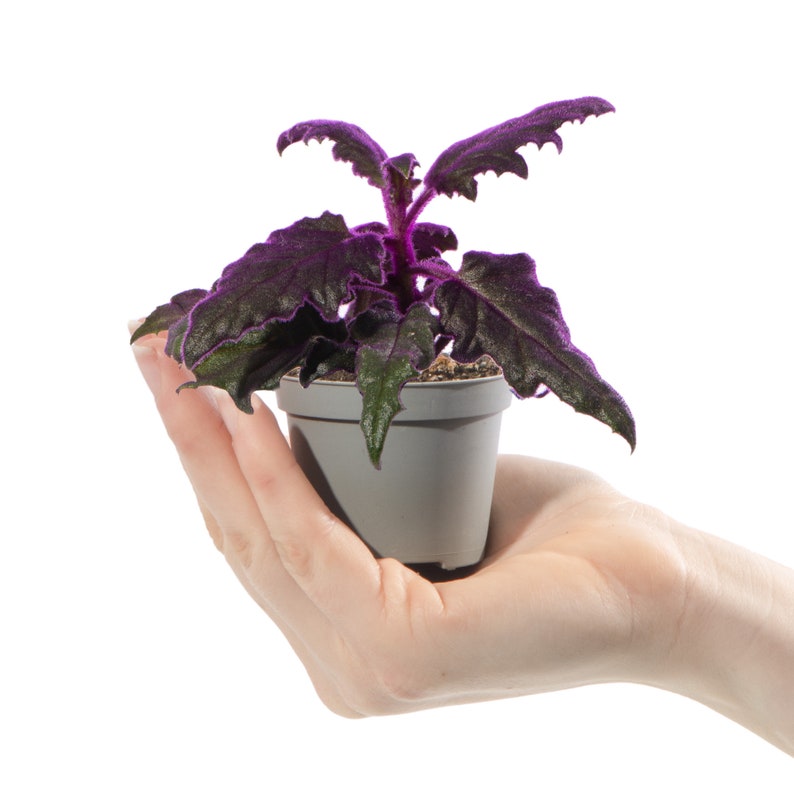 May include: A small potted plant with dark green leaves and purple undersides. The plant is in a grey pot and is being held in a person's hand.