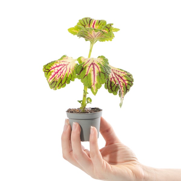 Petite plante d'intérieur, Coleus Space Cake, pot de 6 cm, idéale comme cadeau.