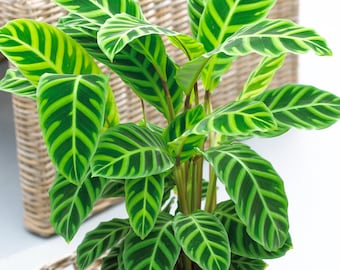 Calathea Zebrina Decorative Indoor 30-40cm Potted Houseplant