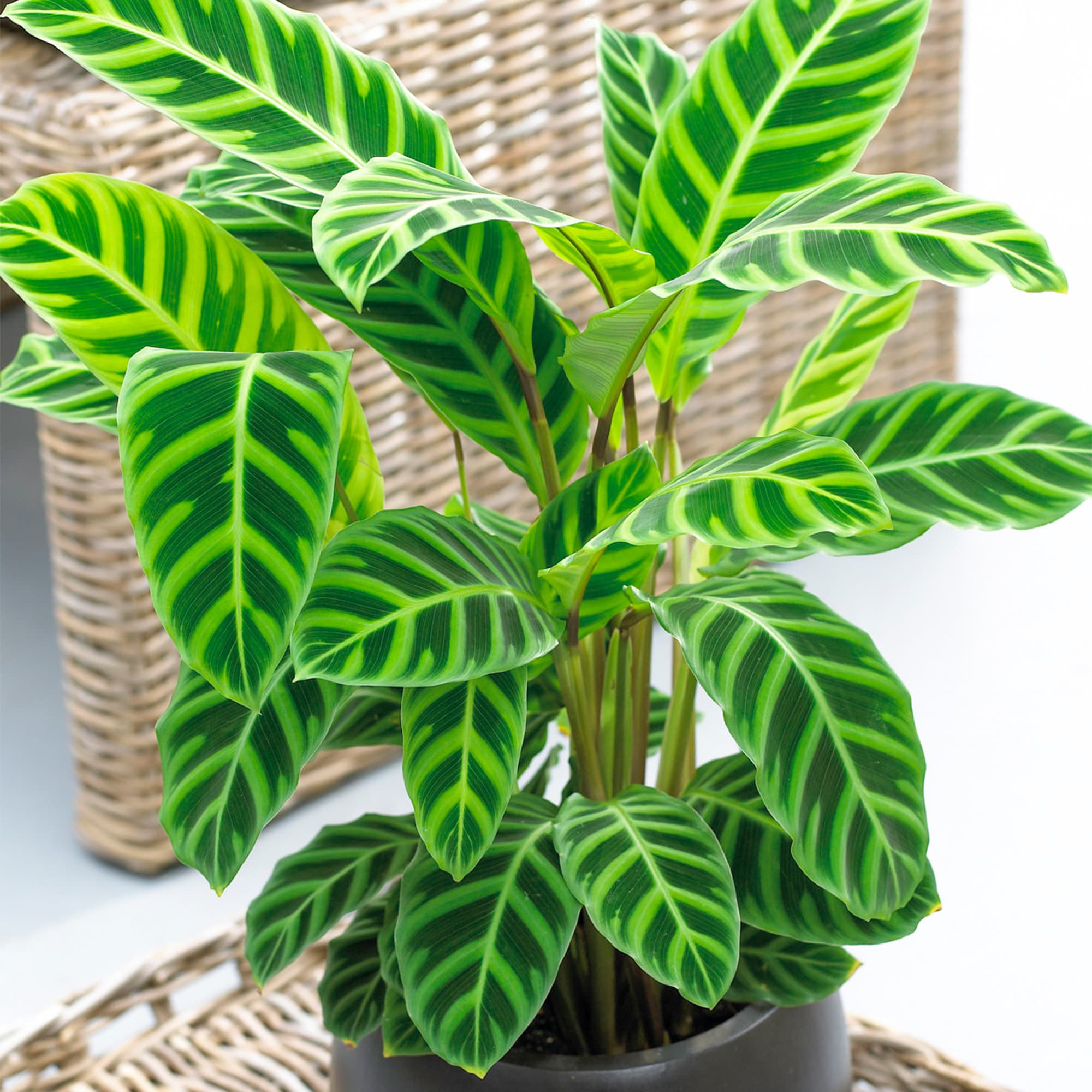 Calathea Zebrina Decorative Indoor 30-40cm Potted Houseplant - Etsy Norway