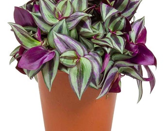 Tradescantia Zebrina Inch Plant Wandering Jew for Home Office (12cm pot, 15-25cm)