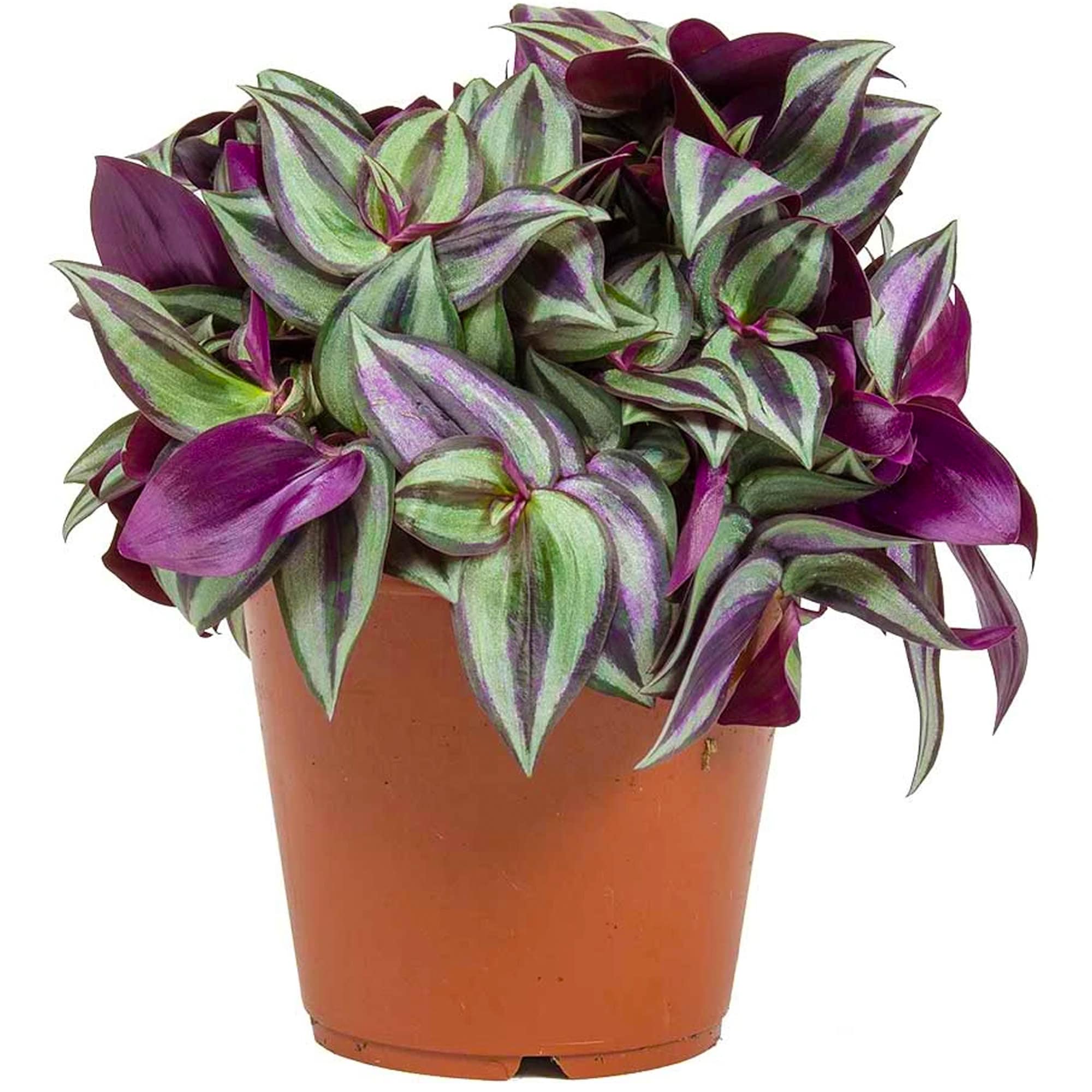 Tradescantia Zebrina Inch Plant Wandering Jew for Home Etsy Israel
