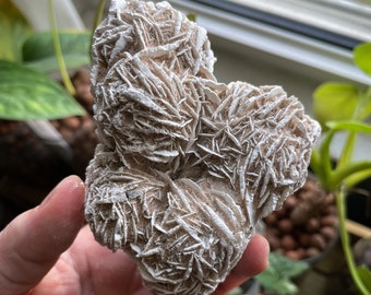 May include: A cluster of white and beige selenite crystals, also known as desert rose, with a delicate, layered, and textured appearance.