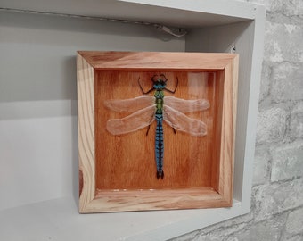 May include: A framed dragonfly with blue and green wings, preserved in resin, on a wooden background.