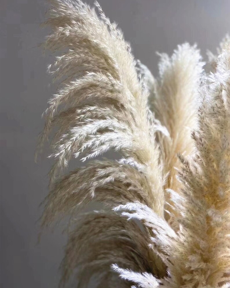 Large 40/'/'-55/'/' Length 3 Stems New September 2019 Pampas Grass