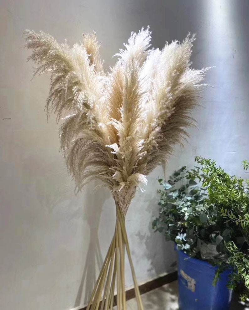Large 40/'/'-55/'/' Length 3 Stems New September 2019 Pampas Grass