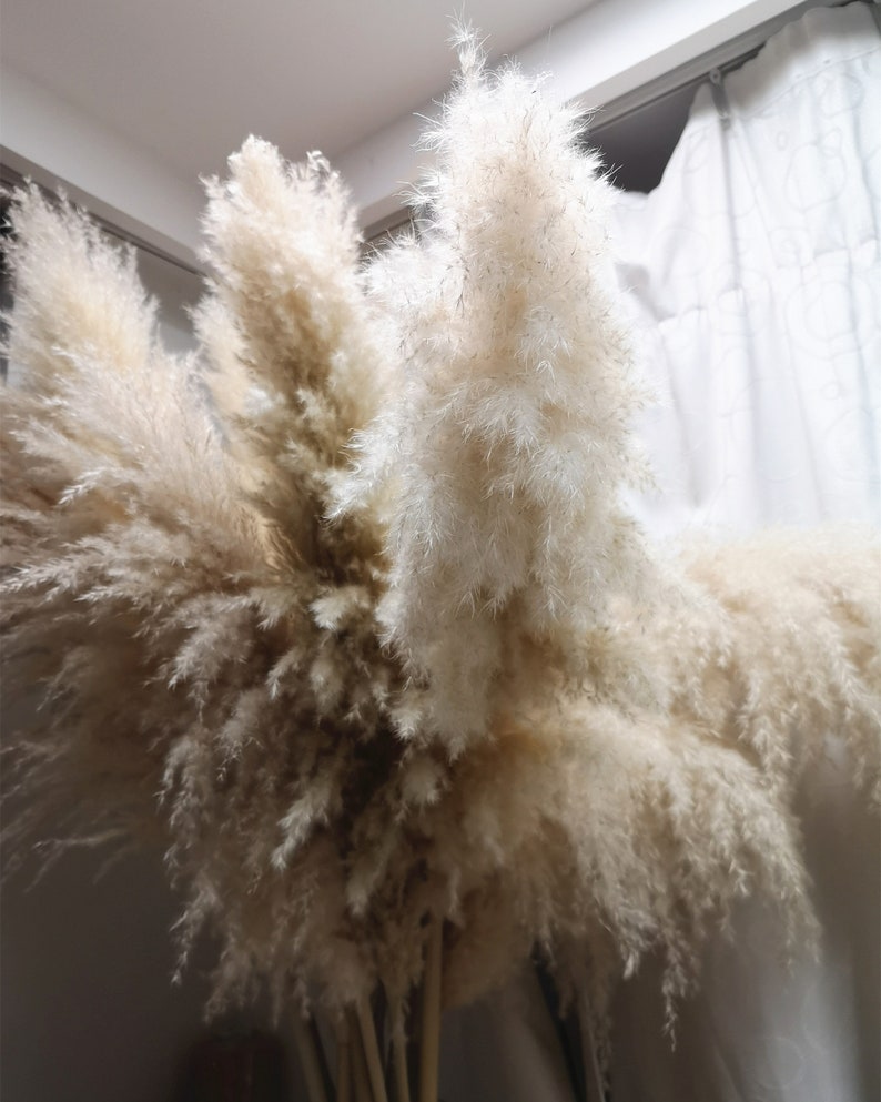 Large 40/'/'-55/'/' Length 3 Stems New September 2019 Pampas Grass