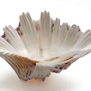 May include: A white seashell with a ruffled edge and pink and brown markings. The shell is shaped like a bowl and has a smooth, glossy finish.