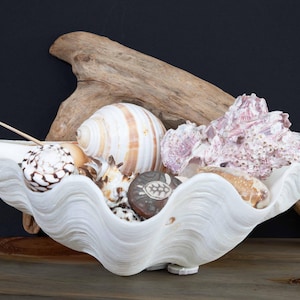 Vintage Tridacna Gigas Giant Clam Shell: Rare Natural Decor (14.5 in.)