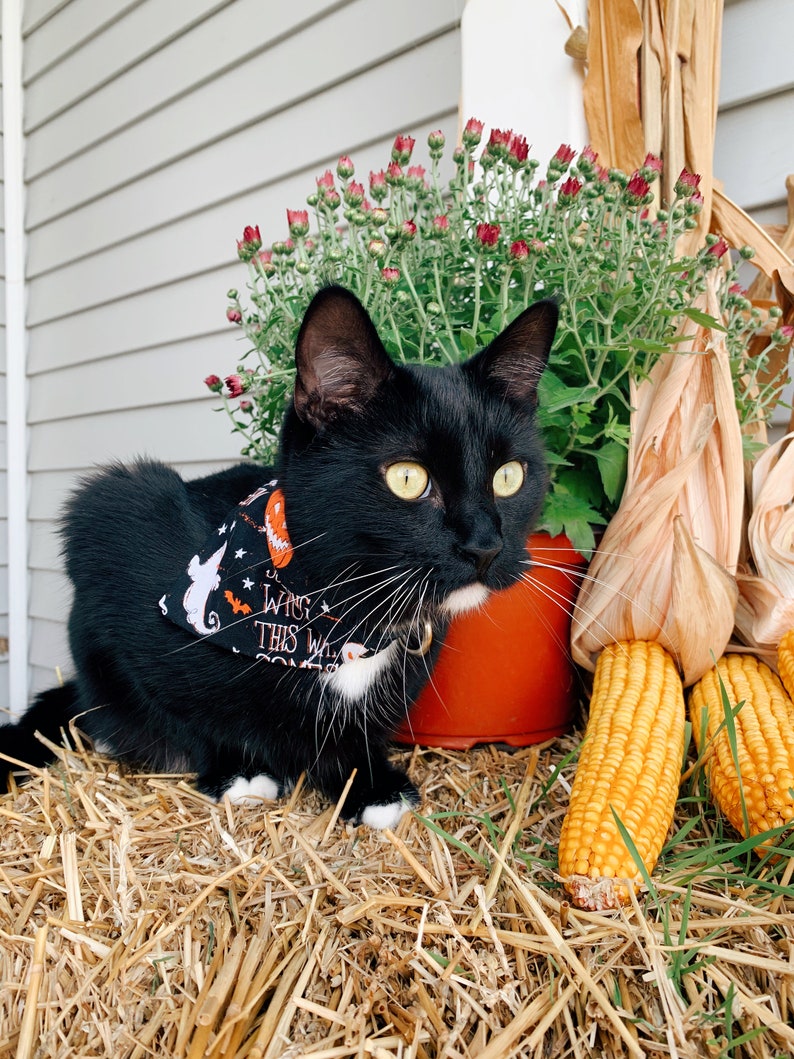 Reversible Halloween Dog Bandana Over the Collar Cat | Etsy