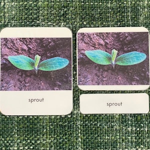 Pumpkin Life Cycle 3-part Montessori Language Cards PDF