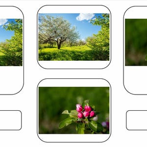 Apple Life Cycle 3-part Montessori Language Cards PDF
