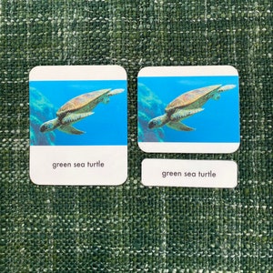 Sea Turtle 3-part Montessori Language Cards PDF