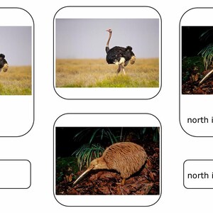 Flightless Birds 3-part Montessori Language Cards PDF