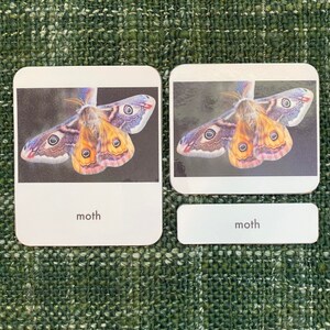 Insect 3-part Montessori Language Cards PDF