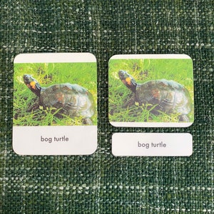 Turtle 3-Part Montessori Language Cards PDF