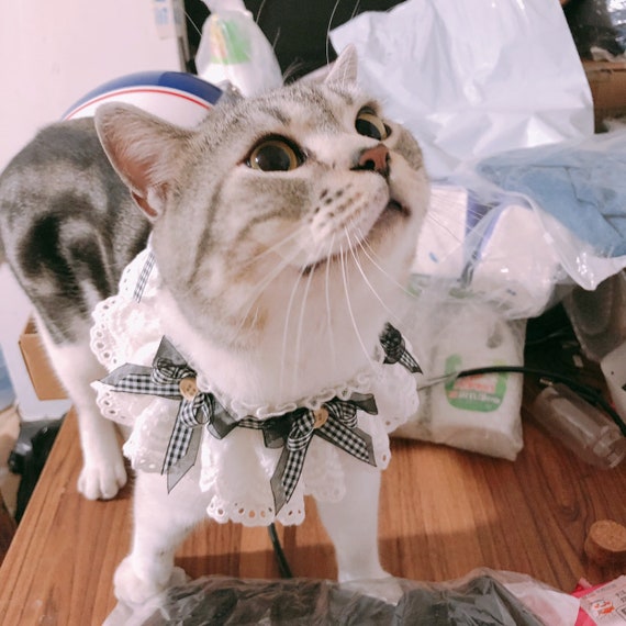 lace cat collar