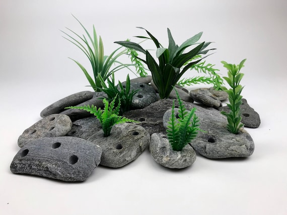 aquarium plants for rocks