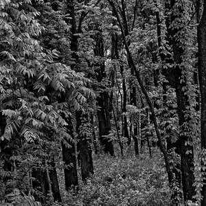 Transcendent.---  Black and White Print - Forest Thick Brush