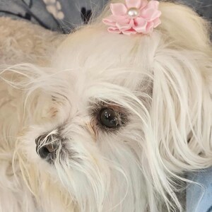 May include: Close-up of a small, fluffy white dog with long, flowing fur. A light pink flower hair accessory with a pearl center is attached to the dog's head. The dog's dark eye is visible, and the background is a soft blue.