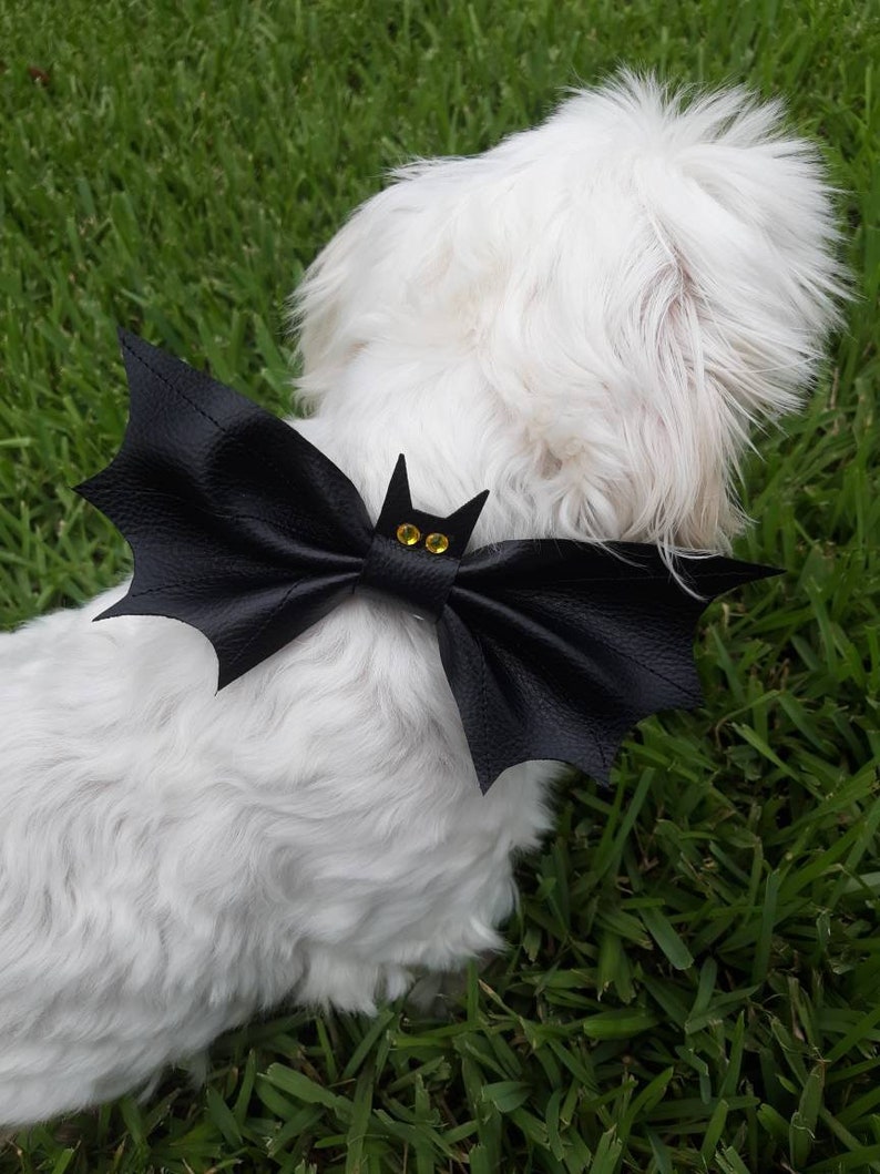 May include: A white dog wearing a black bat-shaped bow tie with gold-colored accents. The bow tie is made of a leather-like material and is positioned around the dog's neck. The background is green grass.