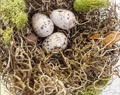 Spanish Moss, a million uses and goes a long way Crafts, fall, wreaths, bowl filler, pumpkins