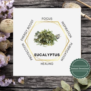eucalyptus meaning
