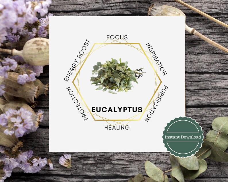 Eucalyptus Plant Printable Meaning Card Real Image. Digital Etsy