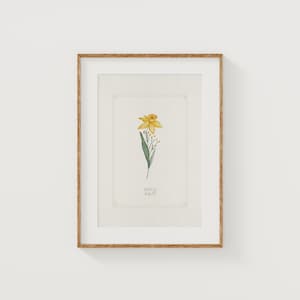 Daffodil Flower Print: March Birth Month, Hand Watercolor Giclée Art