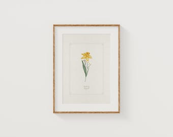 Daffodil Flower Print: March Birth Month, Hand Watercolor Giclée Art