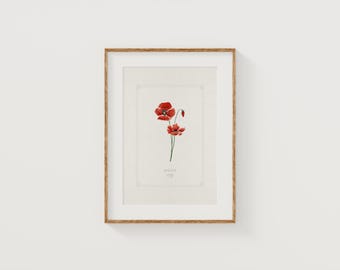 August Poppy Flower Print: Hand Watercolor Giclée Art (8x10)