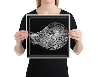 Nautilus black background: Poster