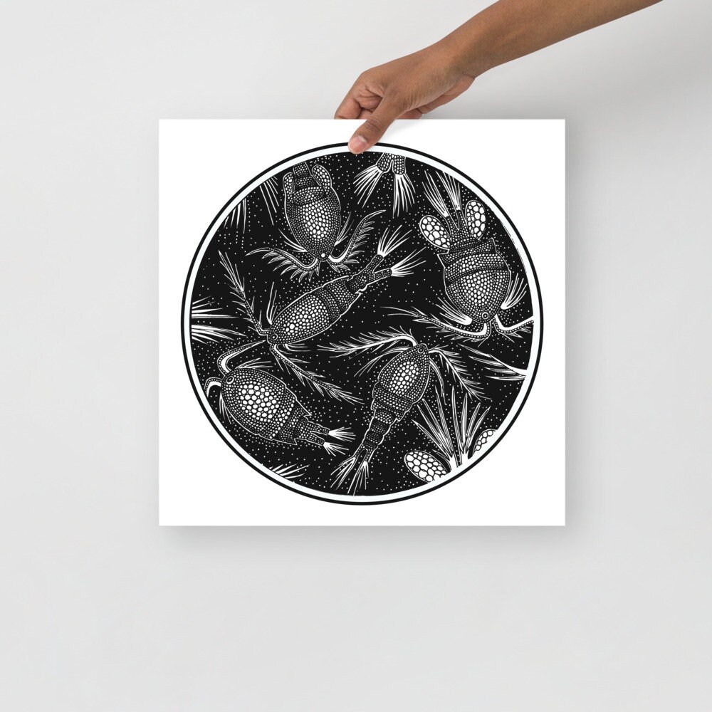 Cyclops Copepod: Poster