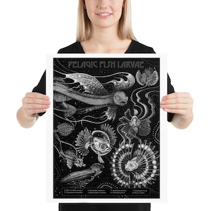 Pelagic Fish Larvae in Blackwater: Poster