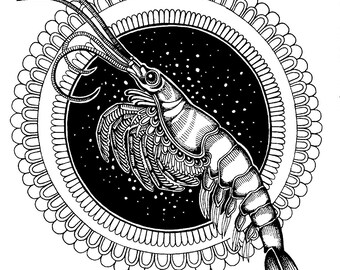 Antarctic Krill - Original drawing