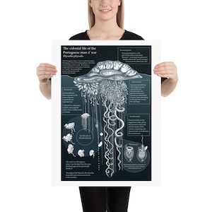 Puede incluir: Una ilustración en blanco y negro de una carabela portuguesa, un animal colonial, con etiquetas anatómicas detalladas. La ilustración muestra las diferentes partes del animal, incluyendo el pneumatóforo, los gastrozoides, los dactylozoides y los gonozoides. El texto "The colonial life of the Portuguese man o' war Physalia physalis" está en la parte superior de la ilustración.