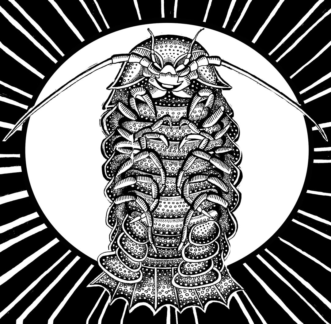 Isopod Original Drawing Etsy