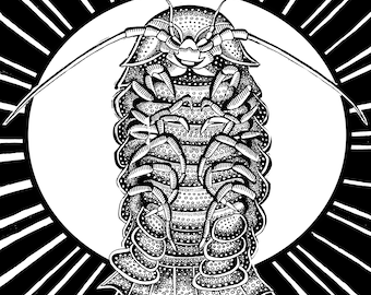Isopod - Original drawing