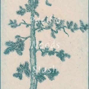 Digital download of an original etching, Pine Tree in Cyan