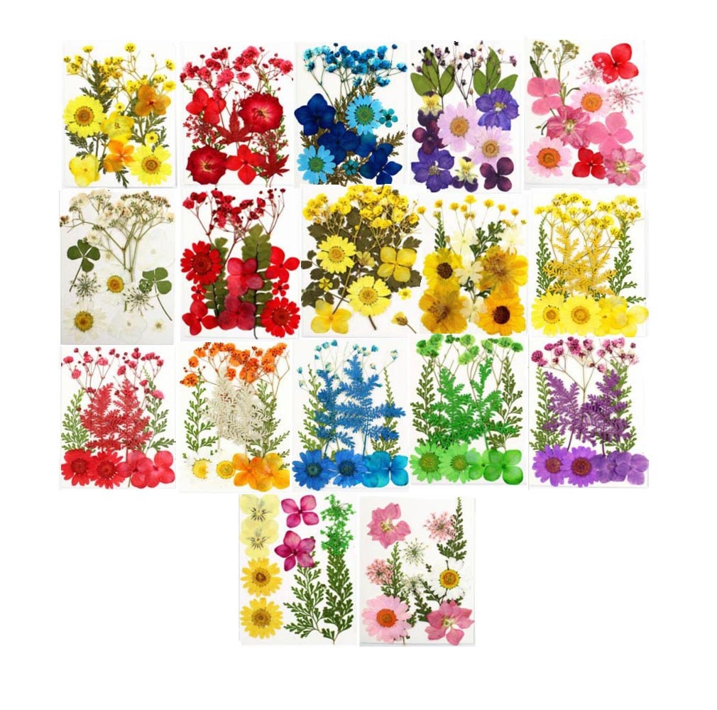 Colorful Real Dried Pressed Flowers Scrapbooking DIY Art Crafts Dried  Flowers for Art Nail,Pendant Crafts 6 