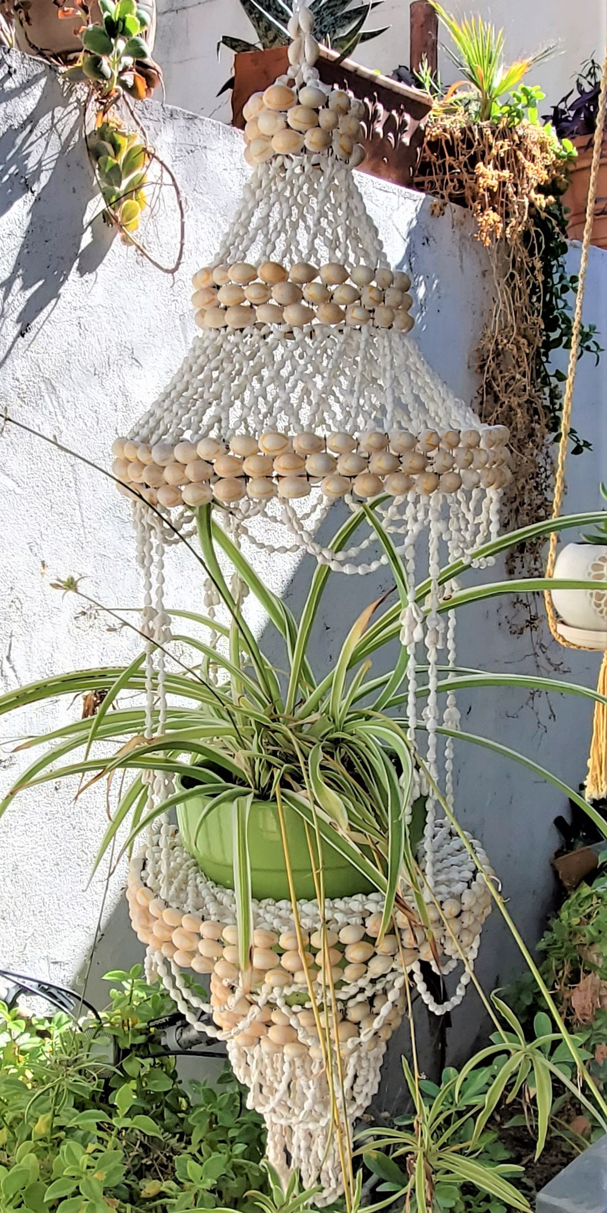 money tree from seed Money Plant Seeds – Silver Dollar Plant – SurvivalGardenSeeds