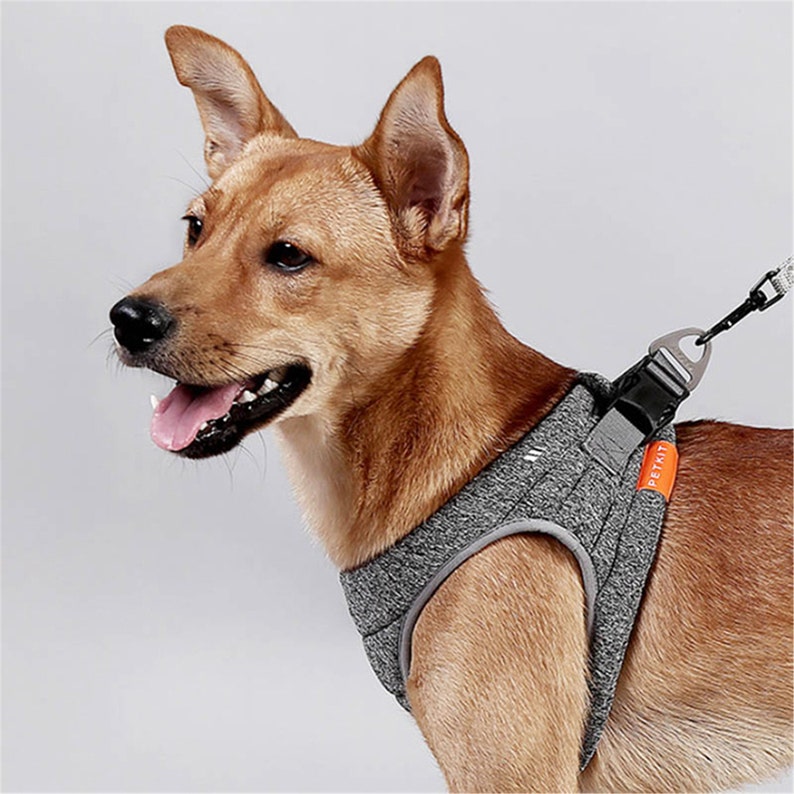 puppy harness and lead