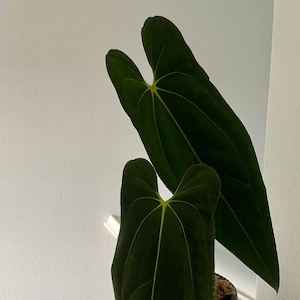 Anthurium &lsquo;dark Mama&rsquo; A. Warocqueanum Dark Form X A. - Etsy India