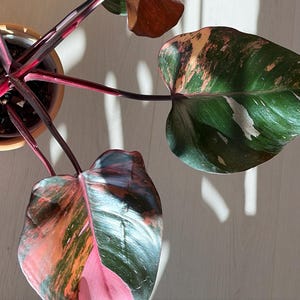 philodendron marmalade Philodendron 'Orange Marmalade' main image 1