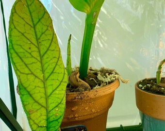 Hoya sp. "Sabah" (RARE) Fully Rooted